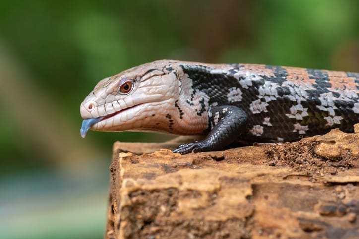 Are Blue-Tongued Skinks Good Pets? Care Tips, Pros, and Cons