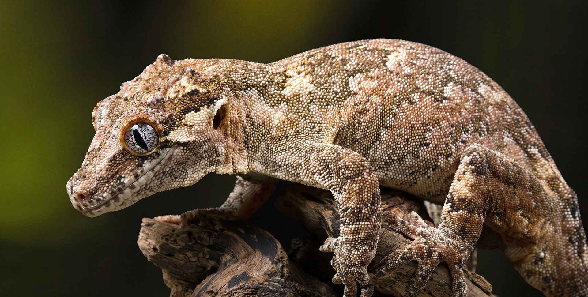 Are Gargoyle Geckos Good Pets? Pros, Cons, and Care Guide