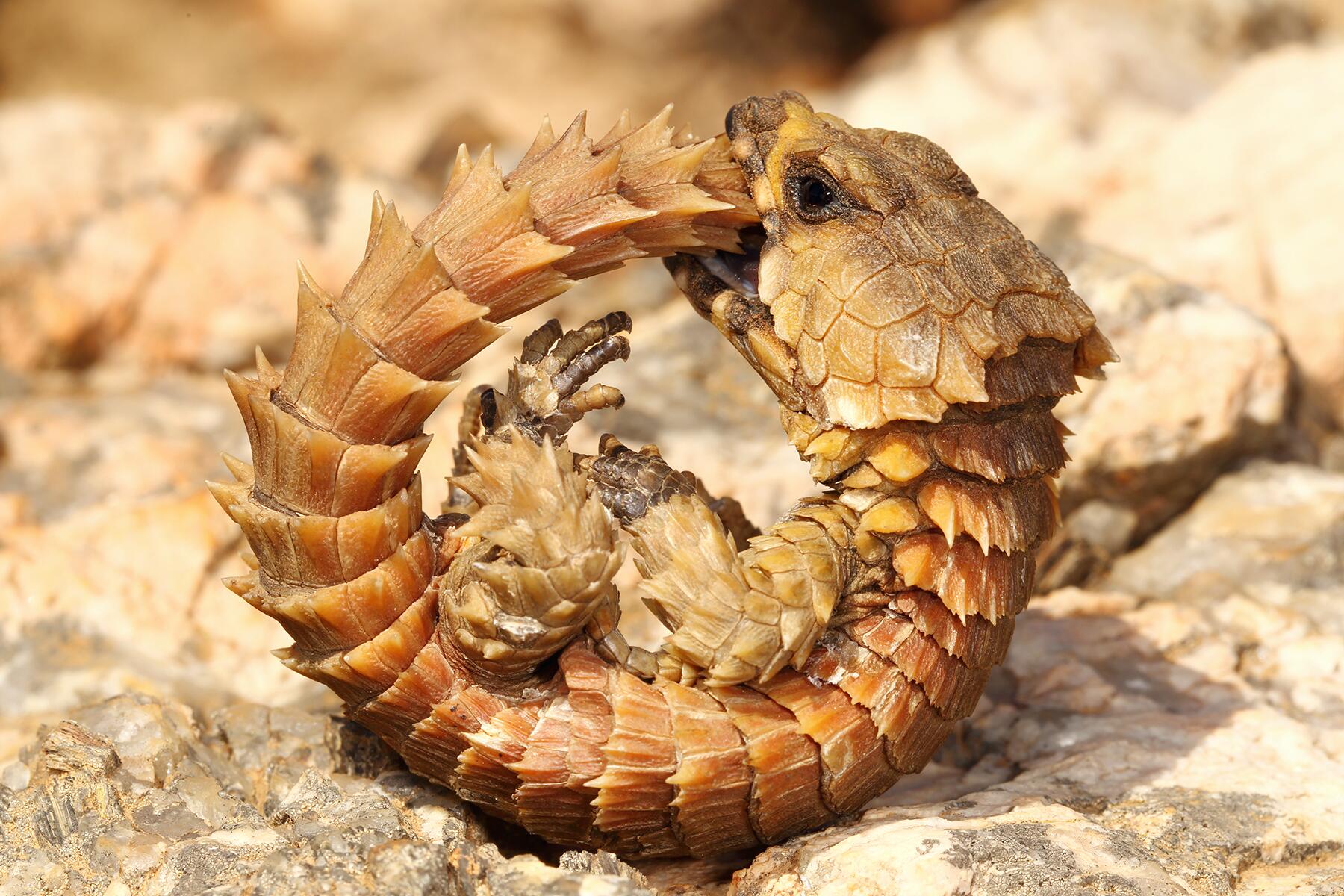Armadillo Lizard Care Guide: Everything You Need to Know About This Unique Reptile Pet