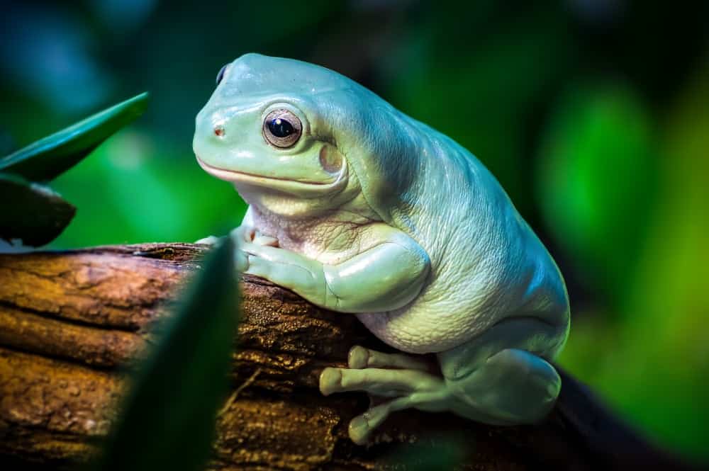 White’s Tree Frog Review: The Perfect Pet Amphibian? Care Guide, Costs & More