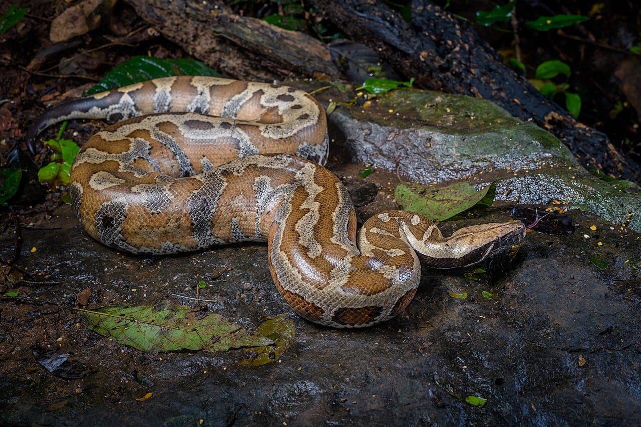 Blood Python Care Guide: Everything You Need to Know About Owning This Stunning Snake