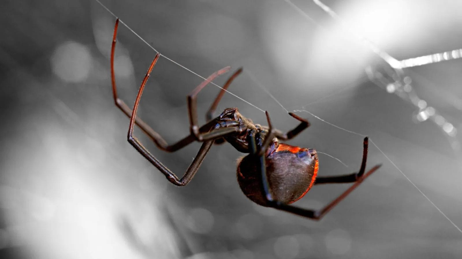 Black Widow Spider as a Pet: A Complete Care Guide for Arachnid Enthusiasts