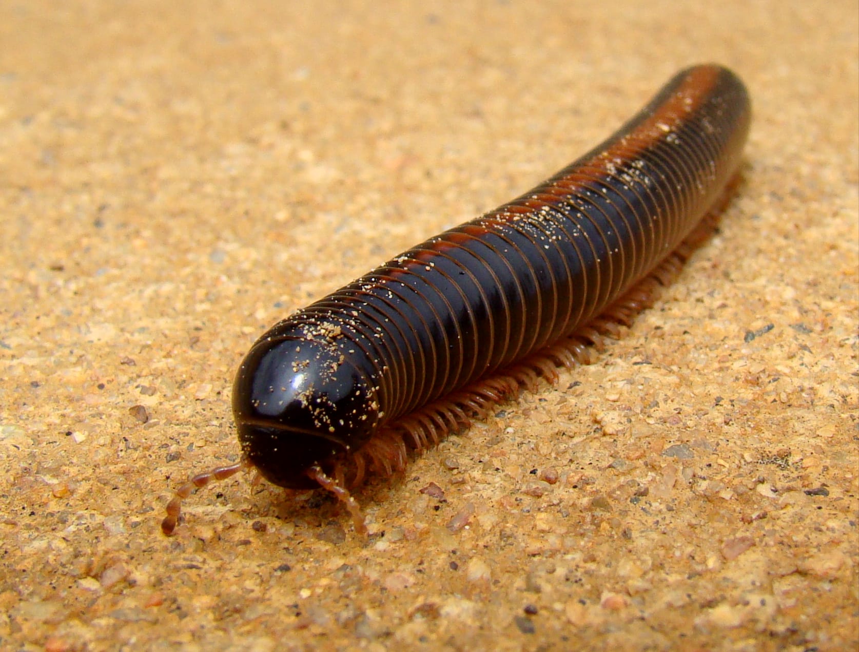 Are Giant Millipedes Good Pets? Pros, Cons & Full Care Instructions