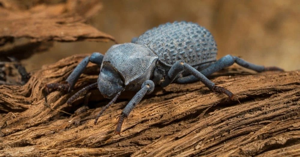 Blue Death-Feigning Beetle Care: The Ultimate Pet Guide