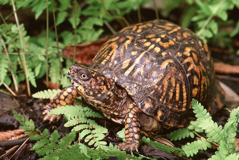 Box Turtle Care Guide: Habitat, Diet, Lifespan & Is It a Good Pet?