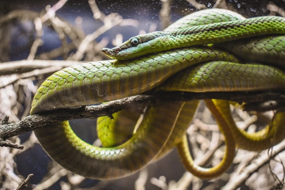 Baron’s Racer Snake Care Guide: The Ultimate Pet for Experienced Keepers