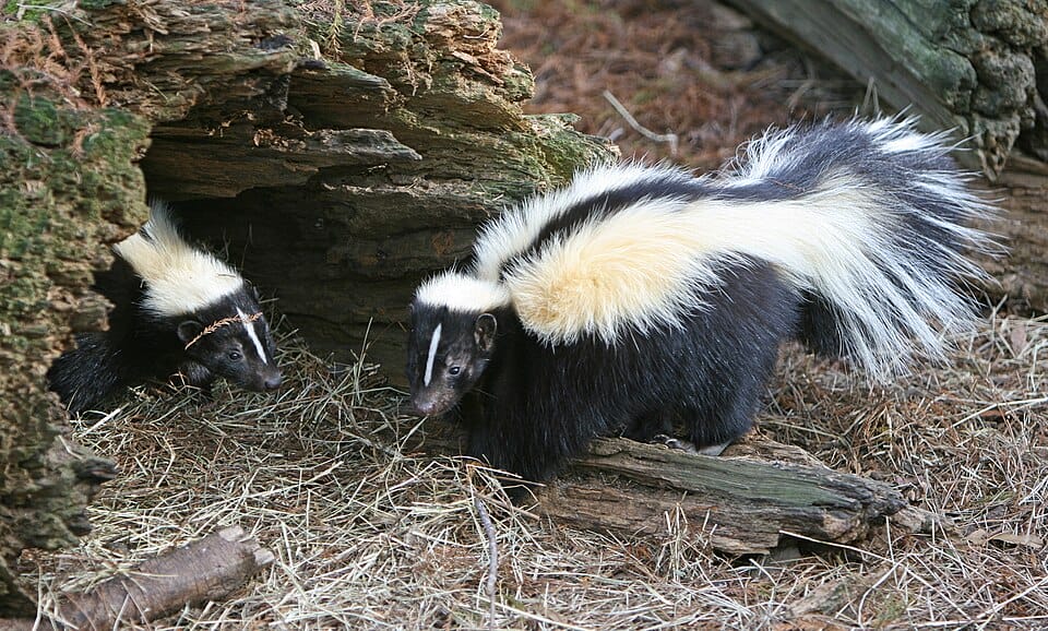 The Ultimate Pet Skunk Care Guide: Costs, Diet, and Legalities